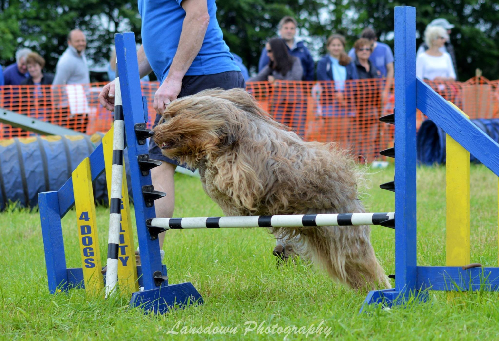 Teddy jumping